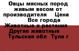 Овцы мясных пород живым весом от производителя. › Цена ­ 110 - Все города Животные и растения » Другие животные   . Тульская обл.,Тула г.